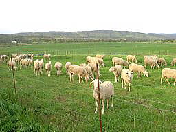 ウエルバのチーズ工場の羊たち